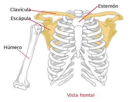 1200px-Pectoral_girdle_front_diagram_es.svg